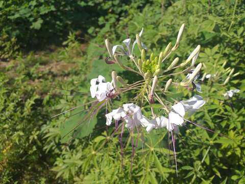 Image of Tarenaya longicarpa Soares Neto & Roalson