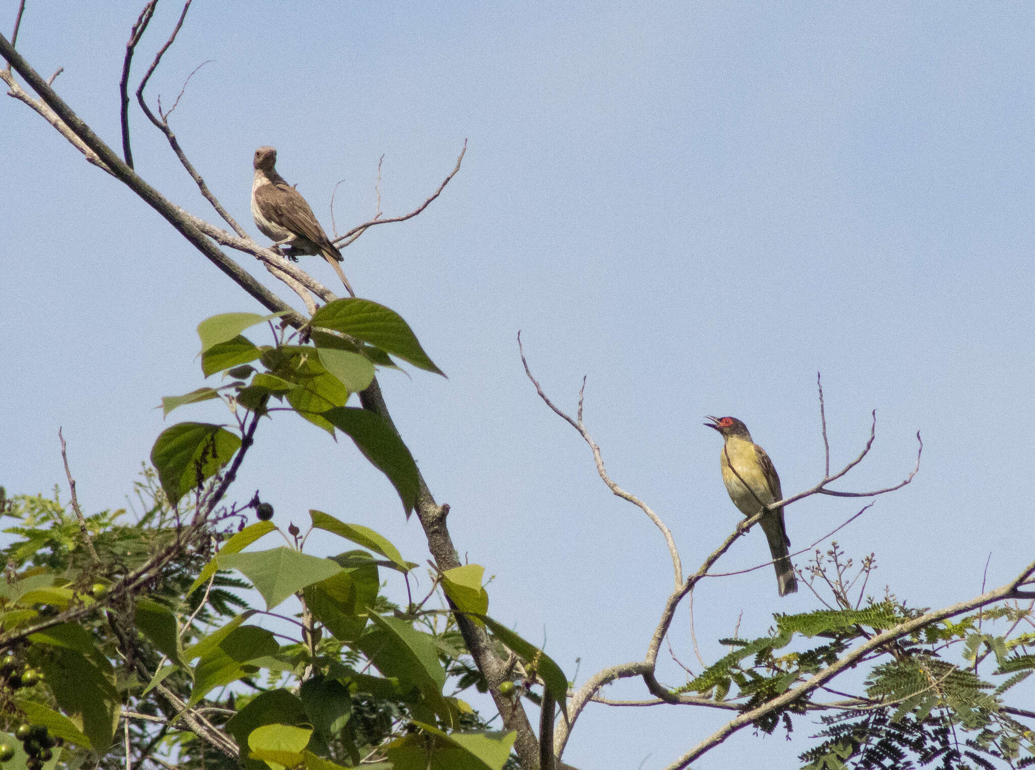 Image of Green Figbird