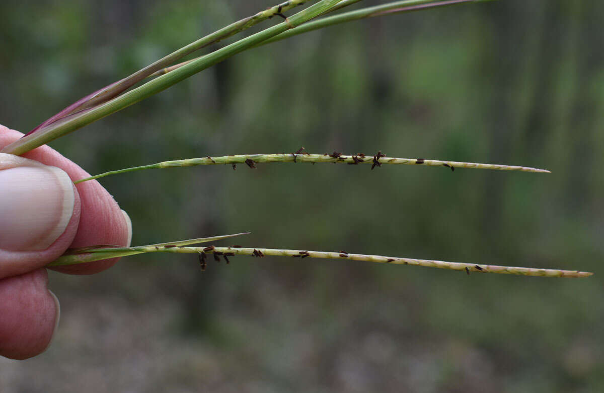 Image of Rottboellia rottboellioides (R. Br.) Druce