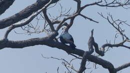 Image of Spice Imperial Pigeon