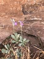 Image of cavedwelling primrose