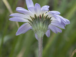 Imagem de Oreostemma alpigenum var. andersonii (A. Gray) G. L. Nesom