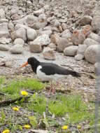 Image of oystercatcher, eurasian oystercatcher