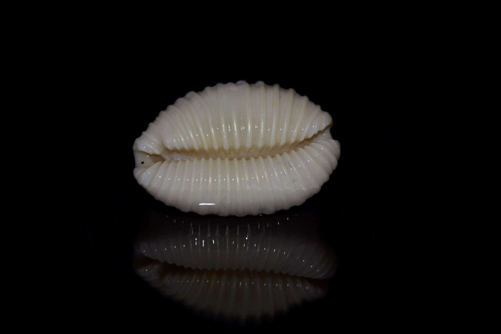 Image of granulated cowry