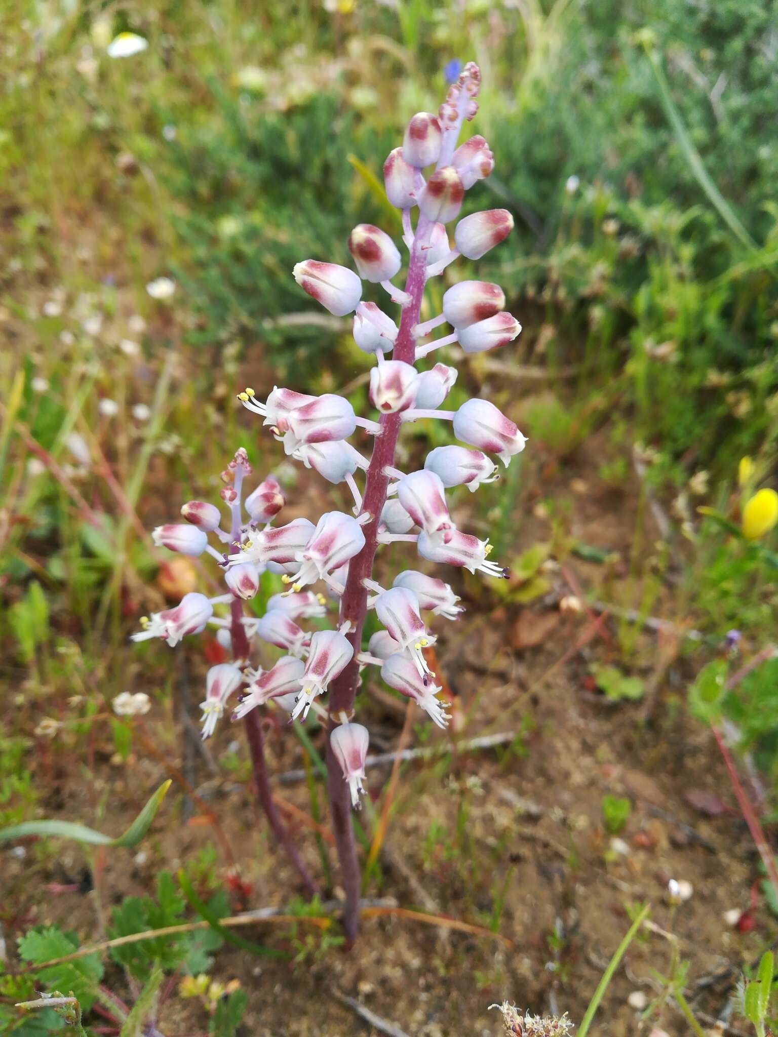 Image of Lachenalia juncifolia Baker