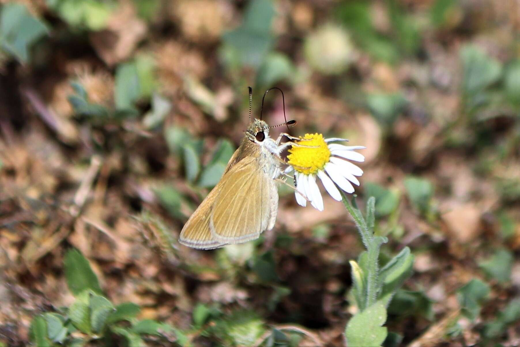 Image of Julia's Skipper