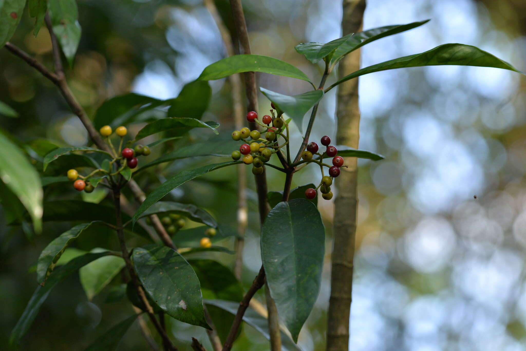 Image of Psychotria asiatica L.