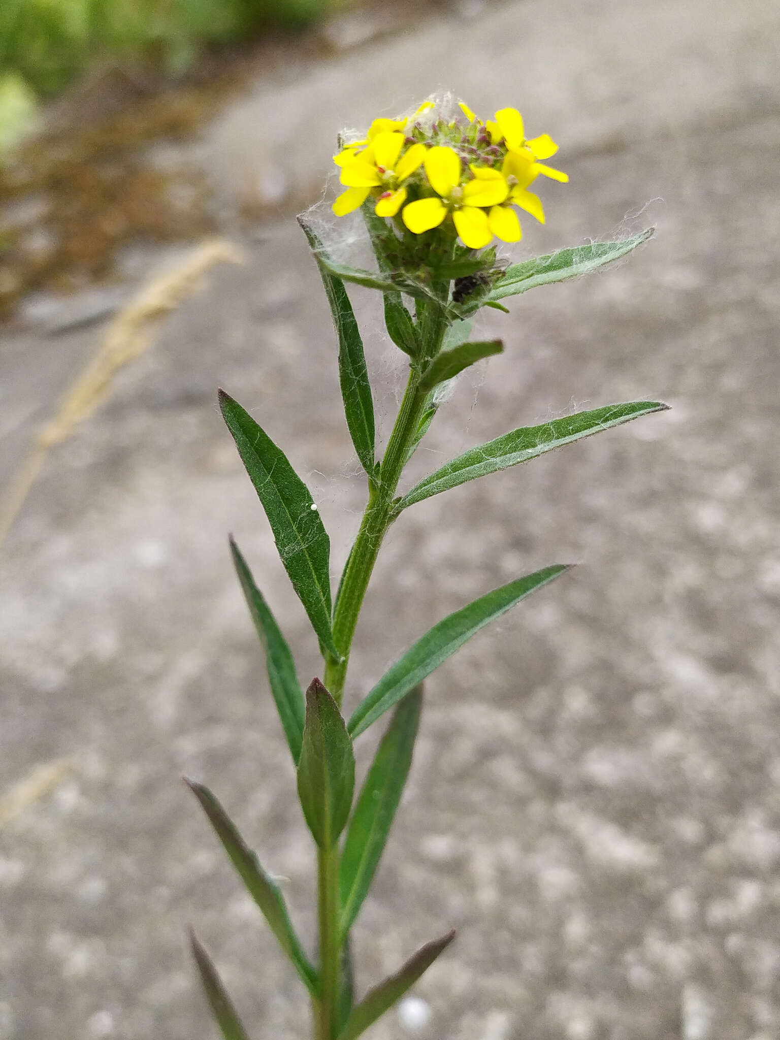 Image of hard wallflower