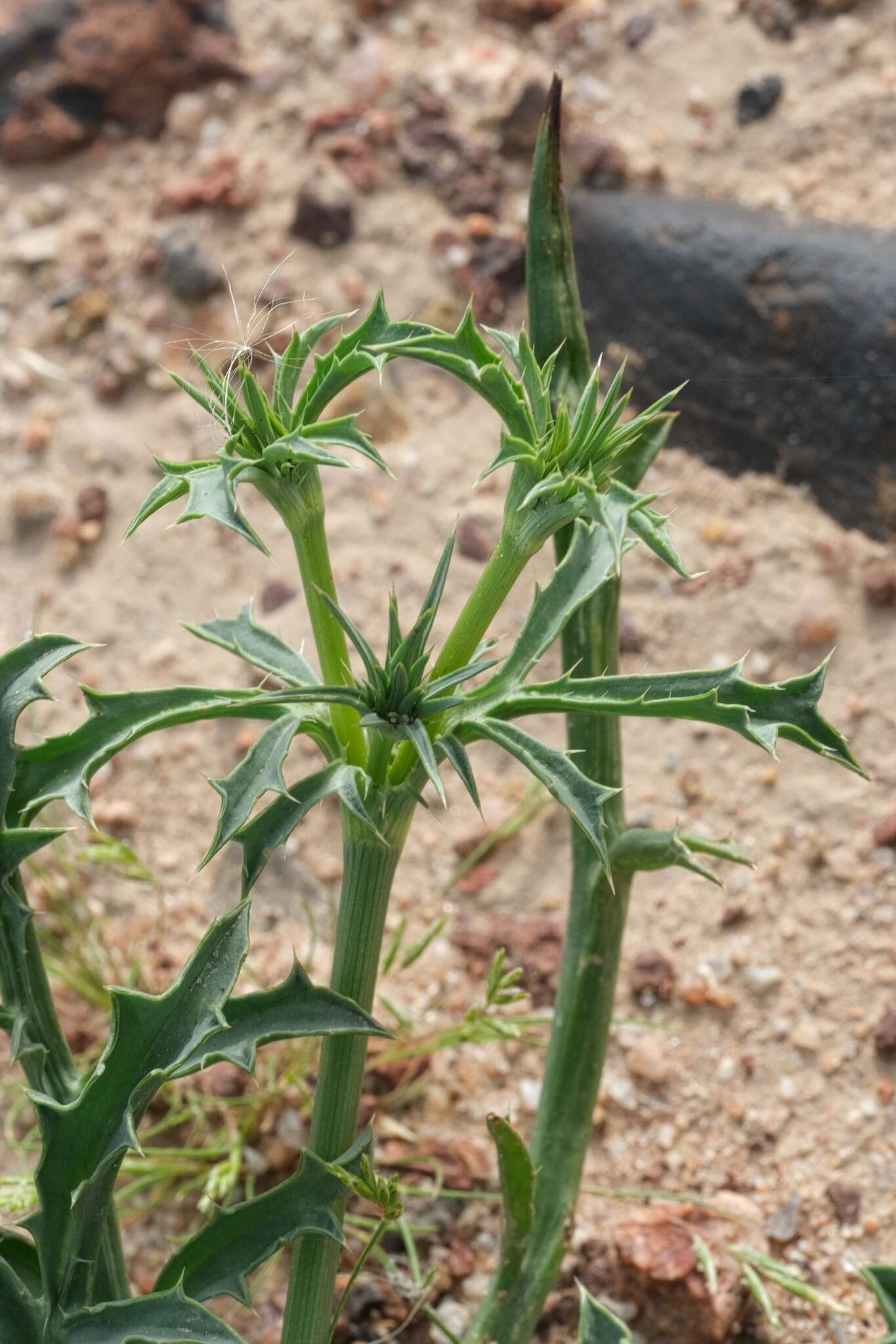 Image de Eryngium aristulatum subsp. parishii (Coulter & Rose) R. M. Beauchamp