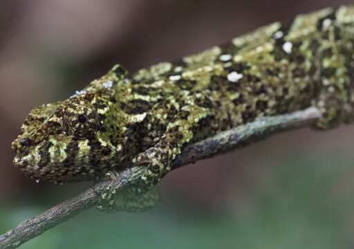 Image of Yellow-green Chameleon