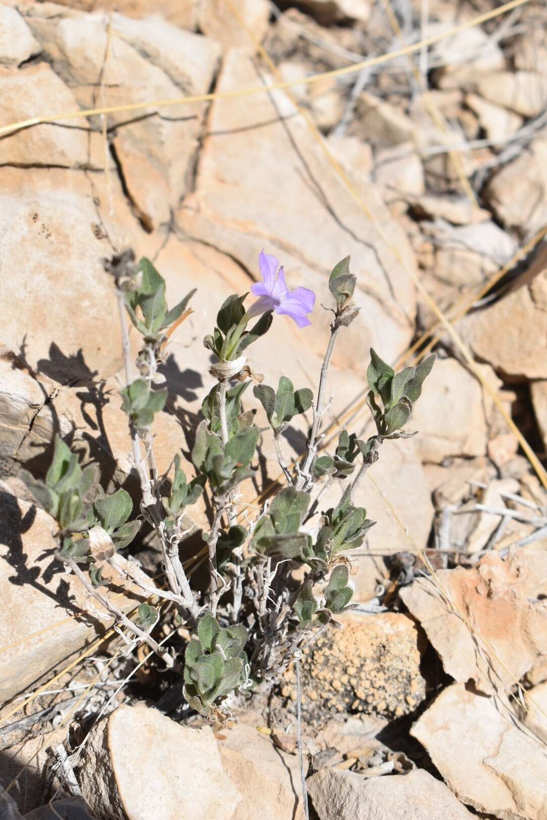 Image of Parry's wild petunia