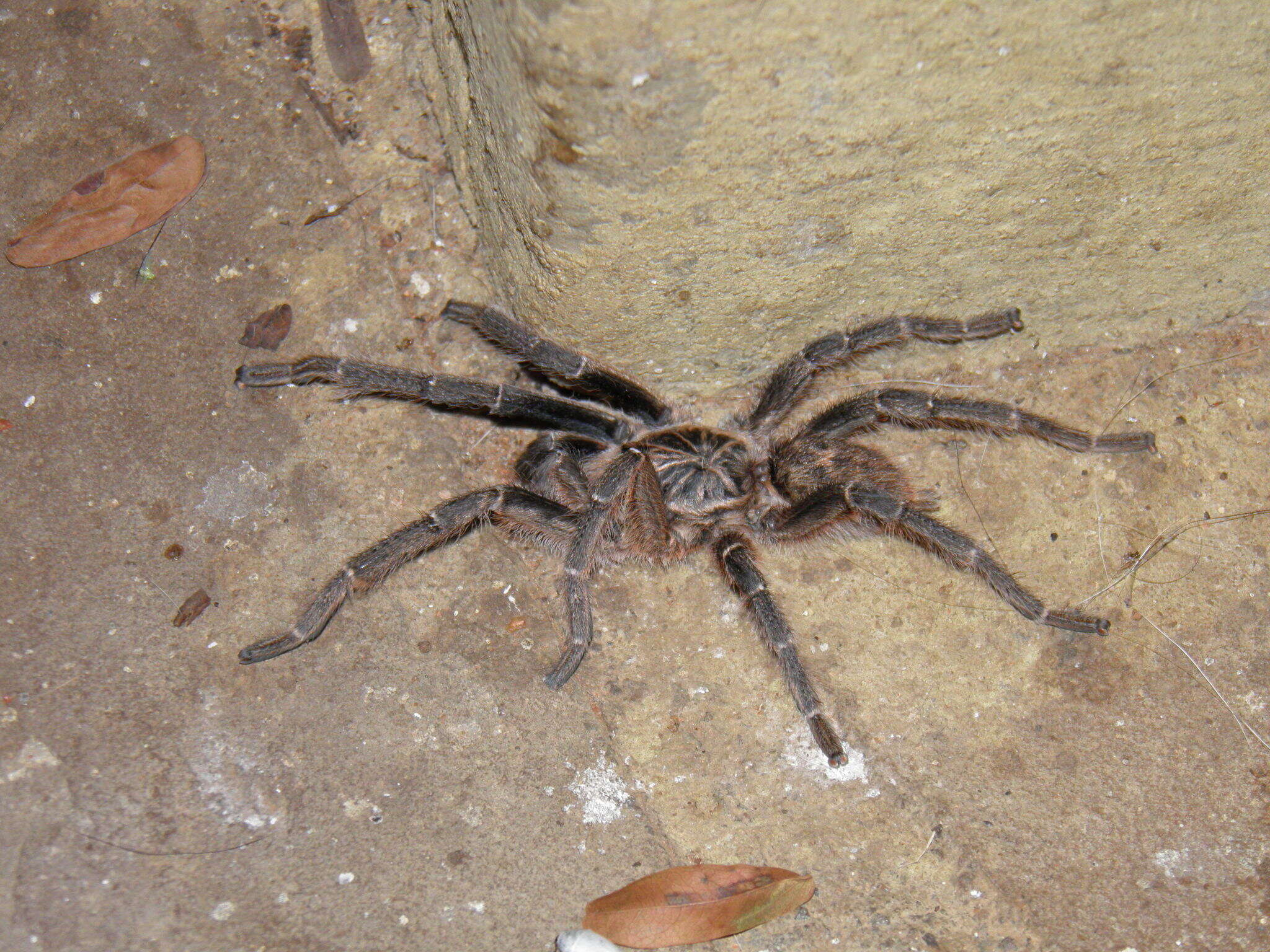 Image of Ceratogyrus dolichocephalus Hewitt 1919