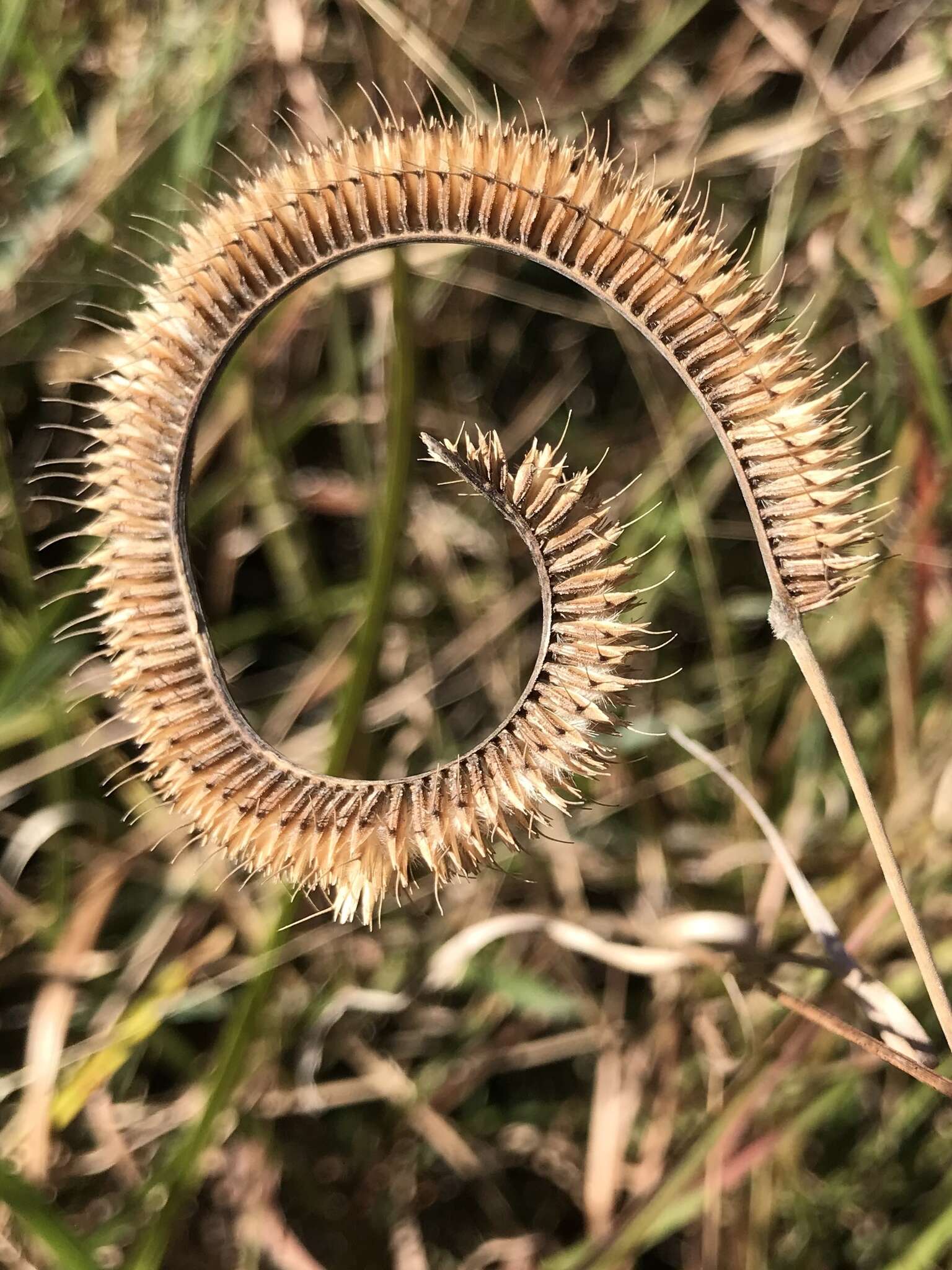 Plancia ëd Ctenium aromaticum (Walter) Alph. Wood