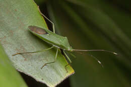 Imagem de Homoeocerus (Anacanthocoris) graminis (Fabricius 1803)