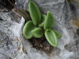 Image of Lenophyllum acutifolium Rose