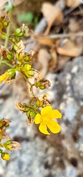 Image of Hypericum lanuginosum Lam.