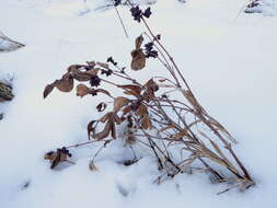 Imagem de Symphoricarpos occidentalis Hook.