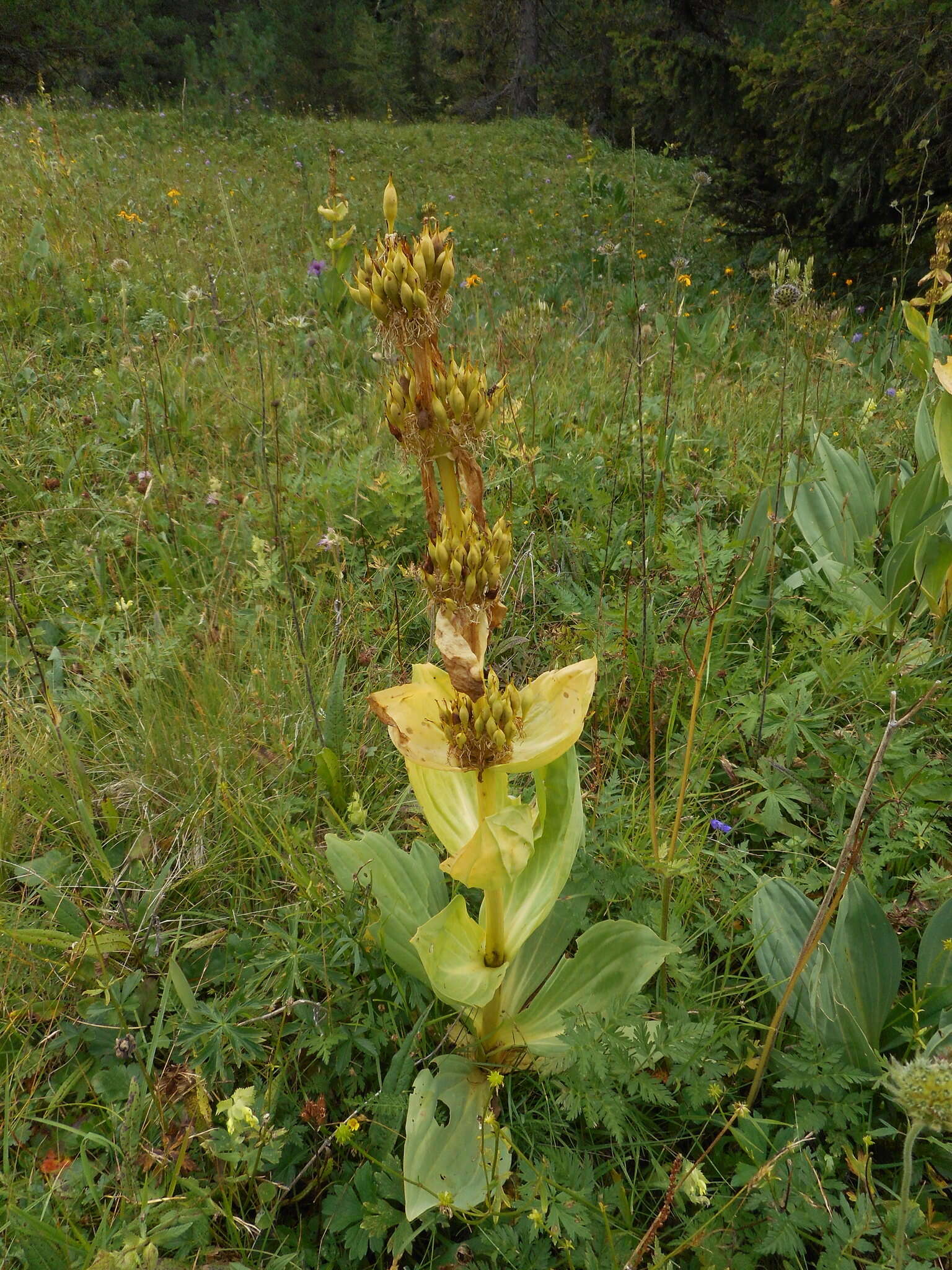 Image of bitter root