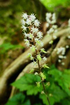 Image of heartleaf foamflower