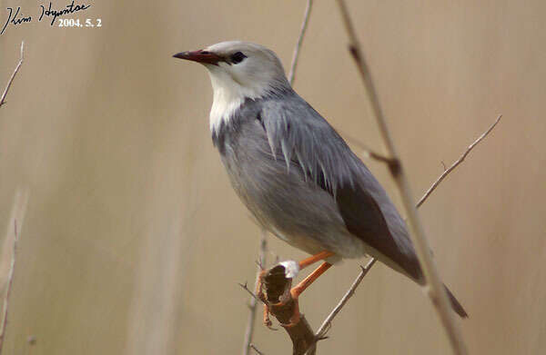 Image of Red-billed Starling