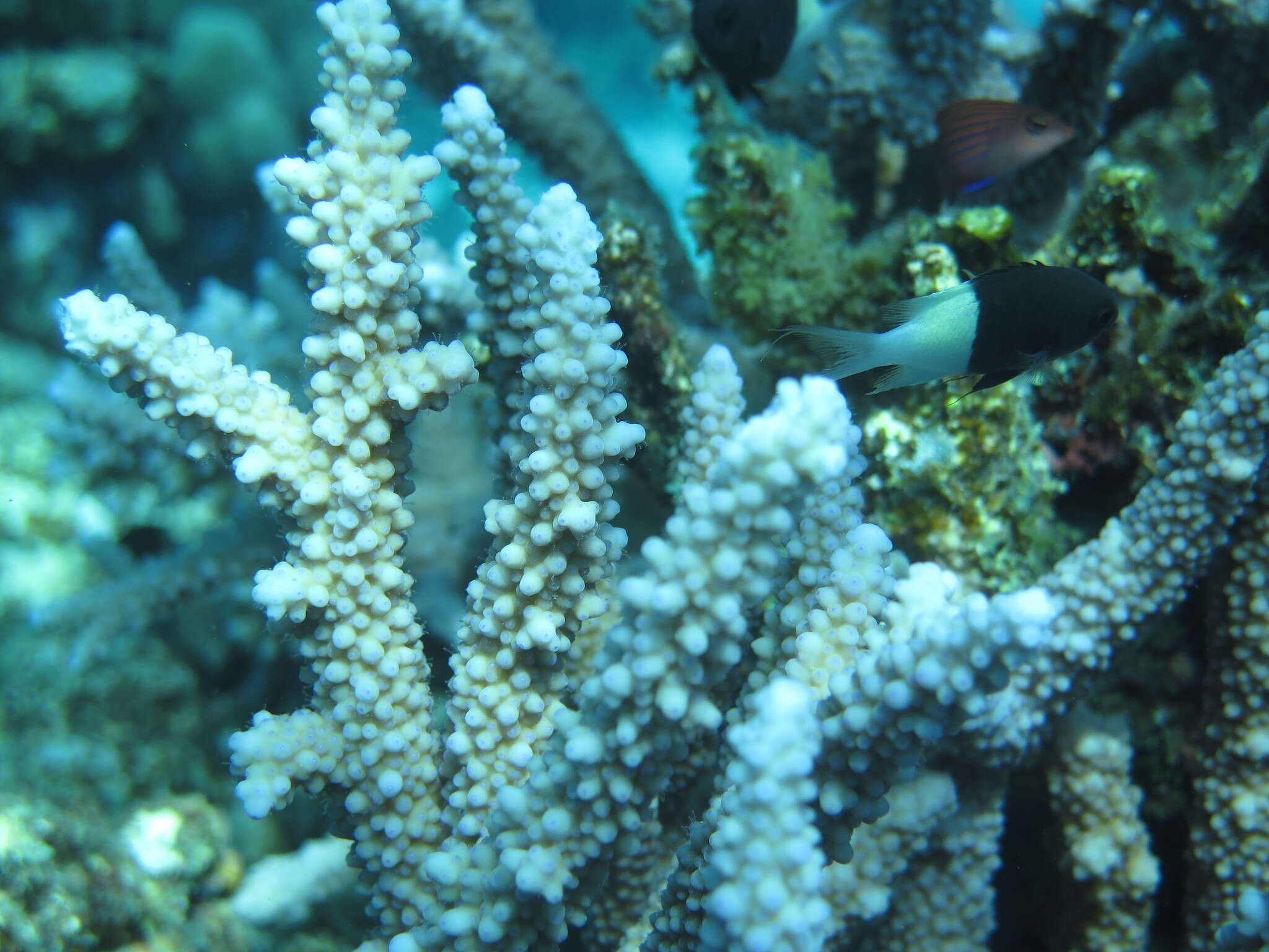 Image of Acropora hemprichii (Ehrenberg 1834)