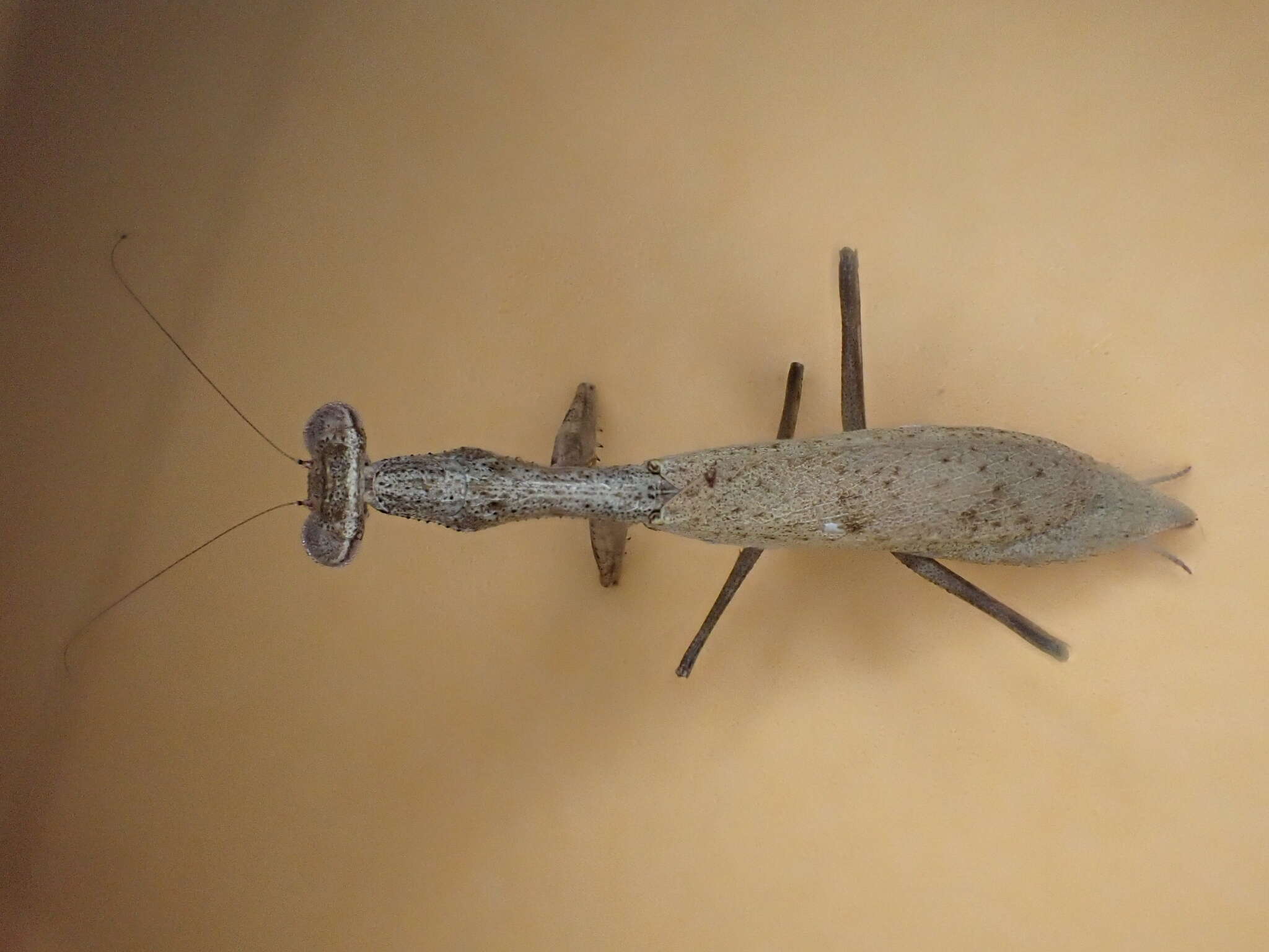 Слика од Callimantis antillarum Saussure 1859