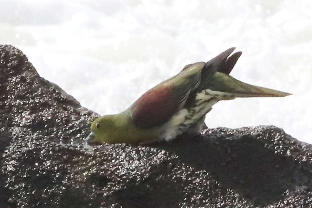 صورة Treron sieboldii sieboldii (Temminck 1835)