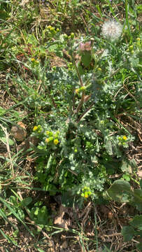 Image of Senecio vulgaris subsp. vulgaris