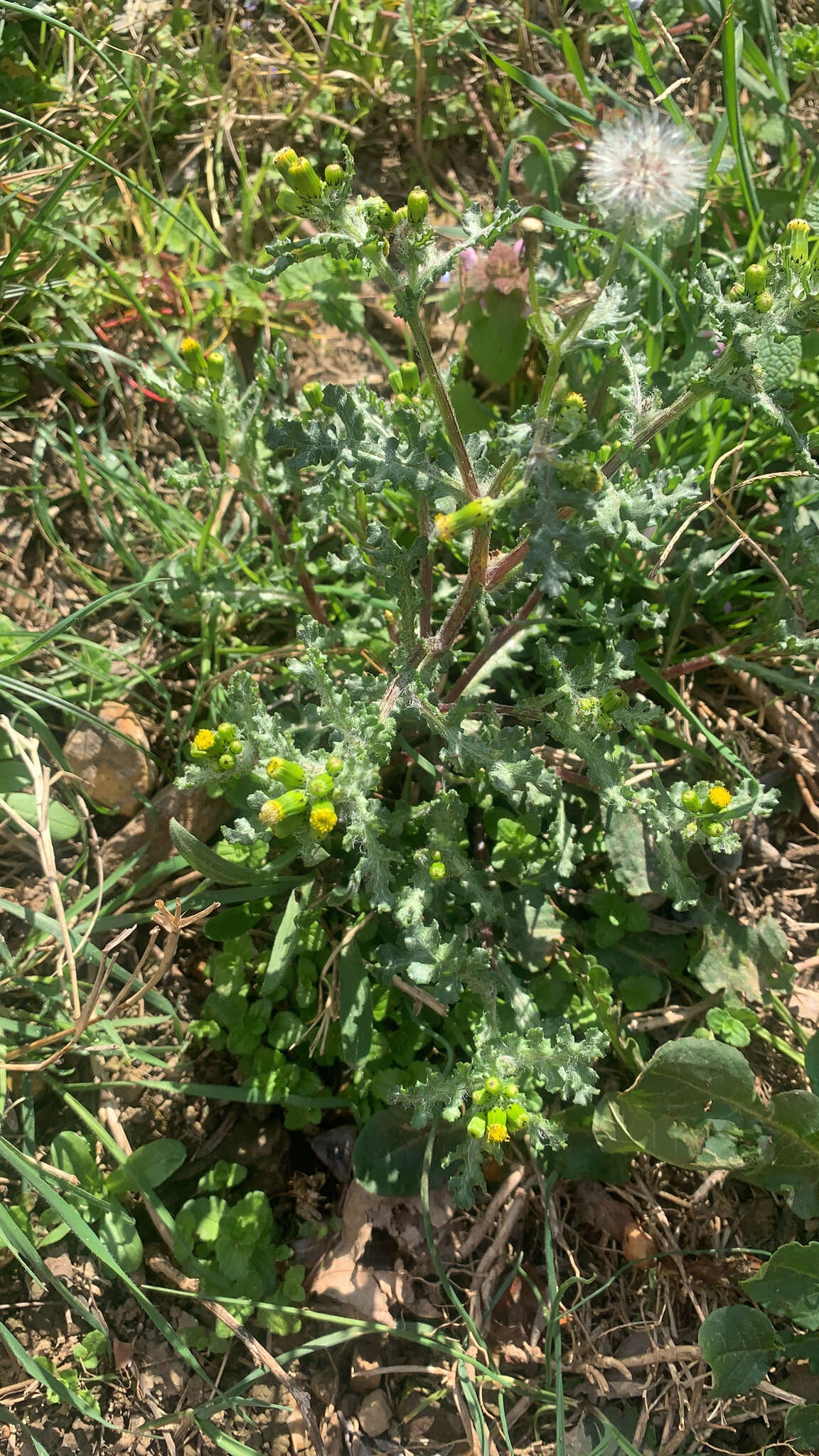 Слика од Senecio vulgaris subsp. vulgaris