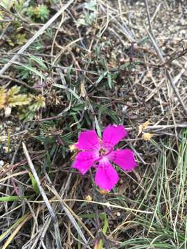 Image of China pink