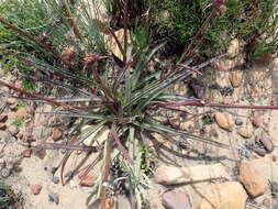 Image of Cyanotis speciosa (L. fil.) Hassk.