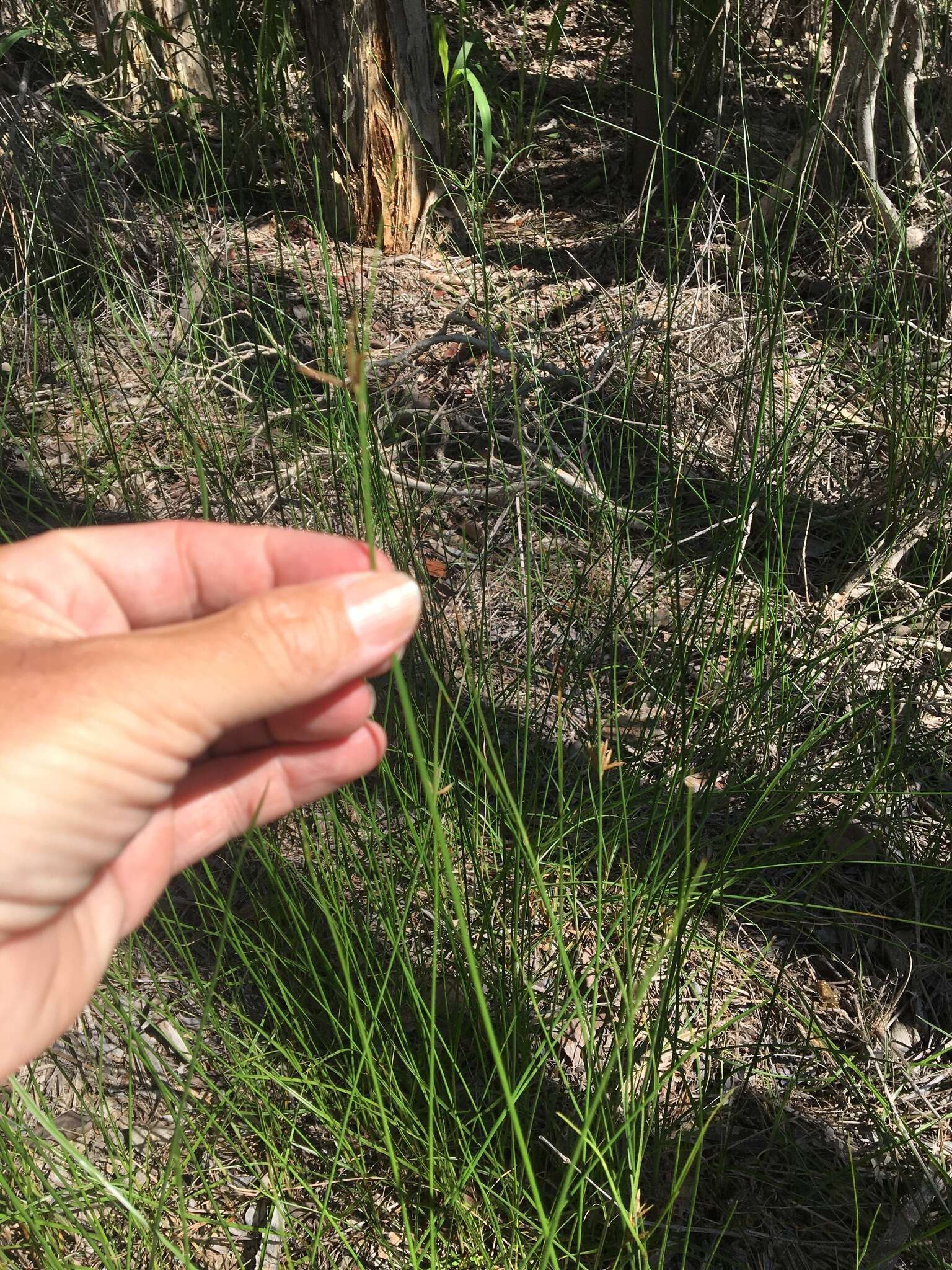 Image of Cyperus bulbosus Vahl