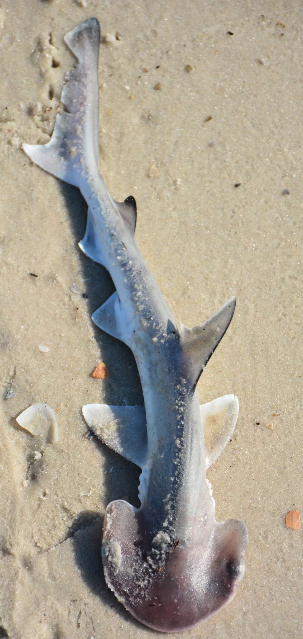 Image of Bonnethead Shark