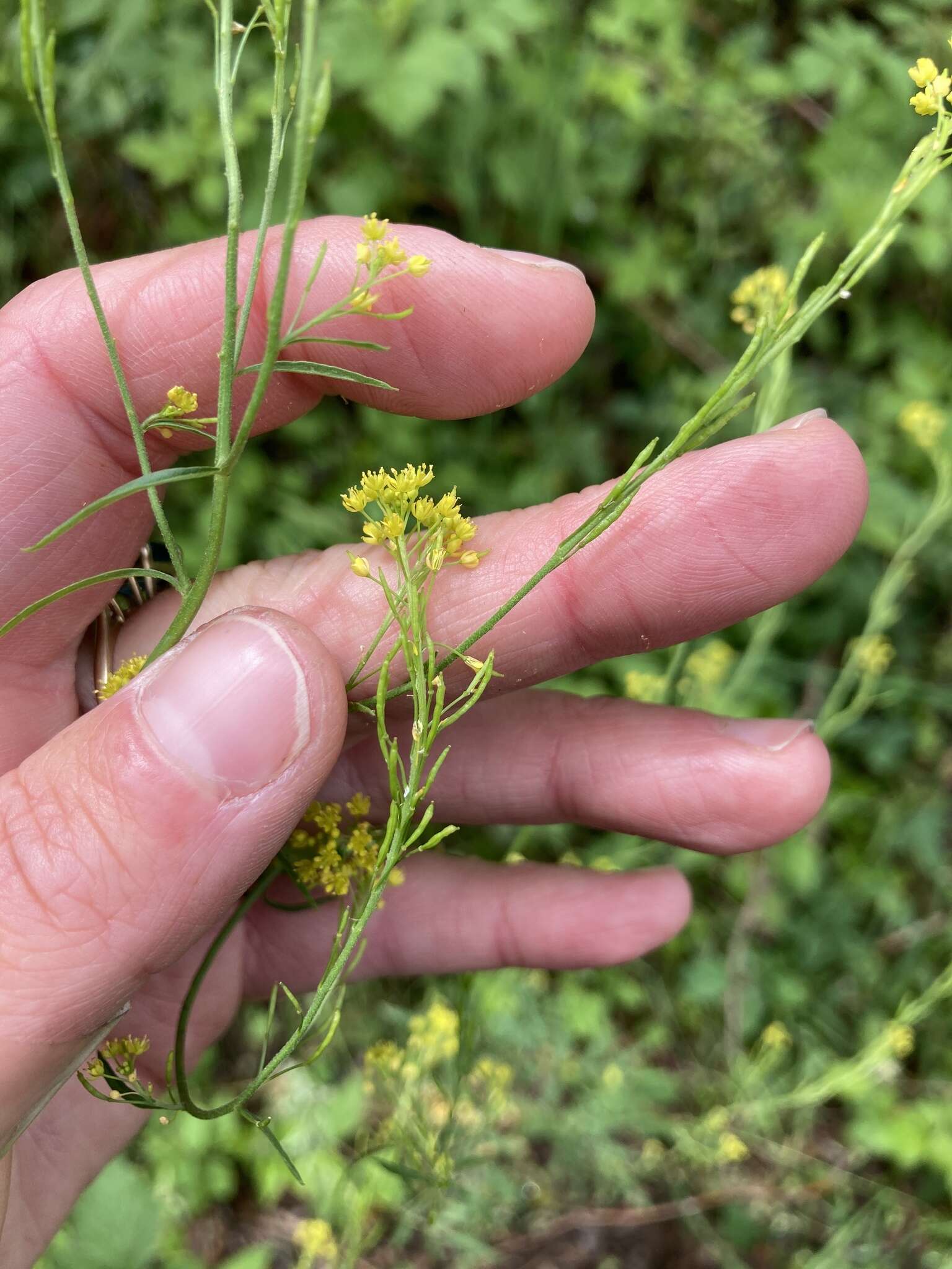 Image of mountain tansymustard