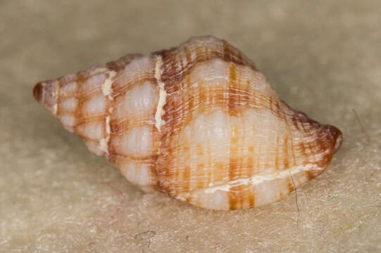 Image of Peristernia chlorostoma (G. B. Sowerby I 1825)