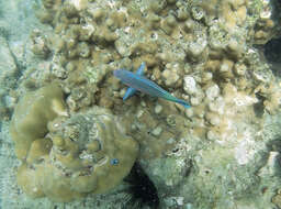 Image of Green-blotched parrotfish