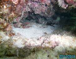 Image of Obliquebanded cardinalfish