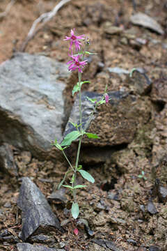 Image of Silene olgae (Maxim.) Rohrb.