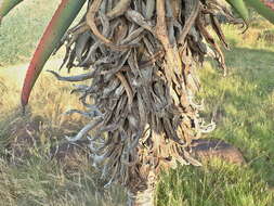 Aloe candelabrum A. Berger resmi