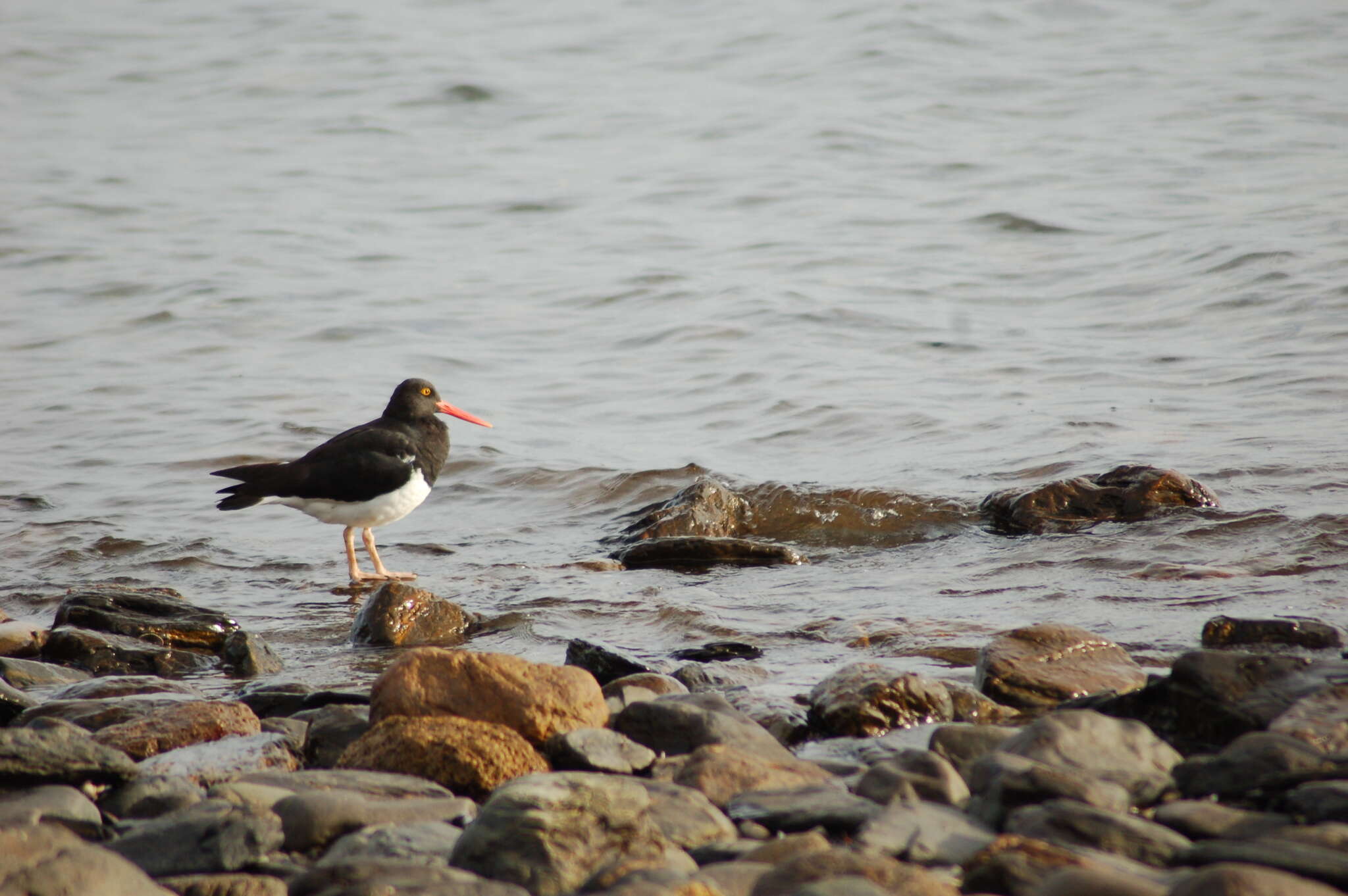 Image of Magellanic Oystercatcher