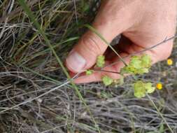 Image of wedgeleaf spurge