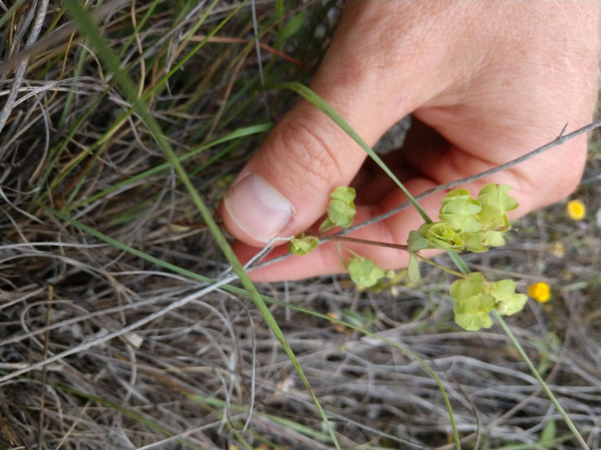 Euphorbia longicruris Scheele resmi