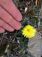 Image of Mouse-ear-hawkweed