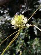 Plancia ëd Iberis umbellata L.