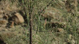 Imagem de Moringa peregrina (Forsk.) Fiori