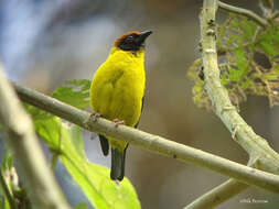 Image of Brown-capped Weaver