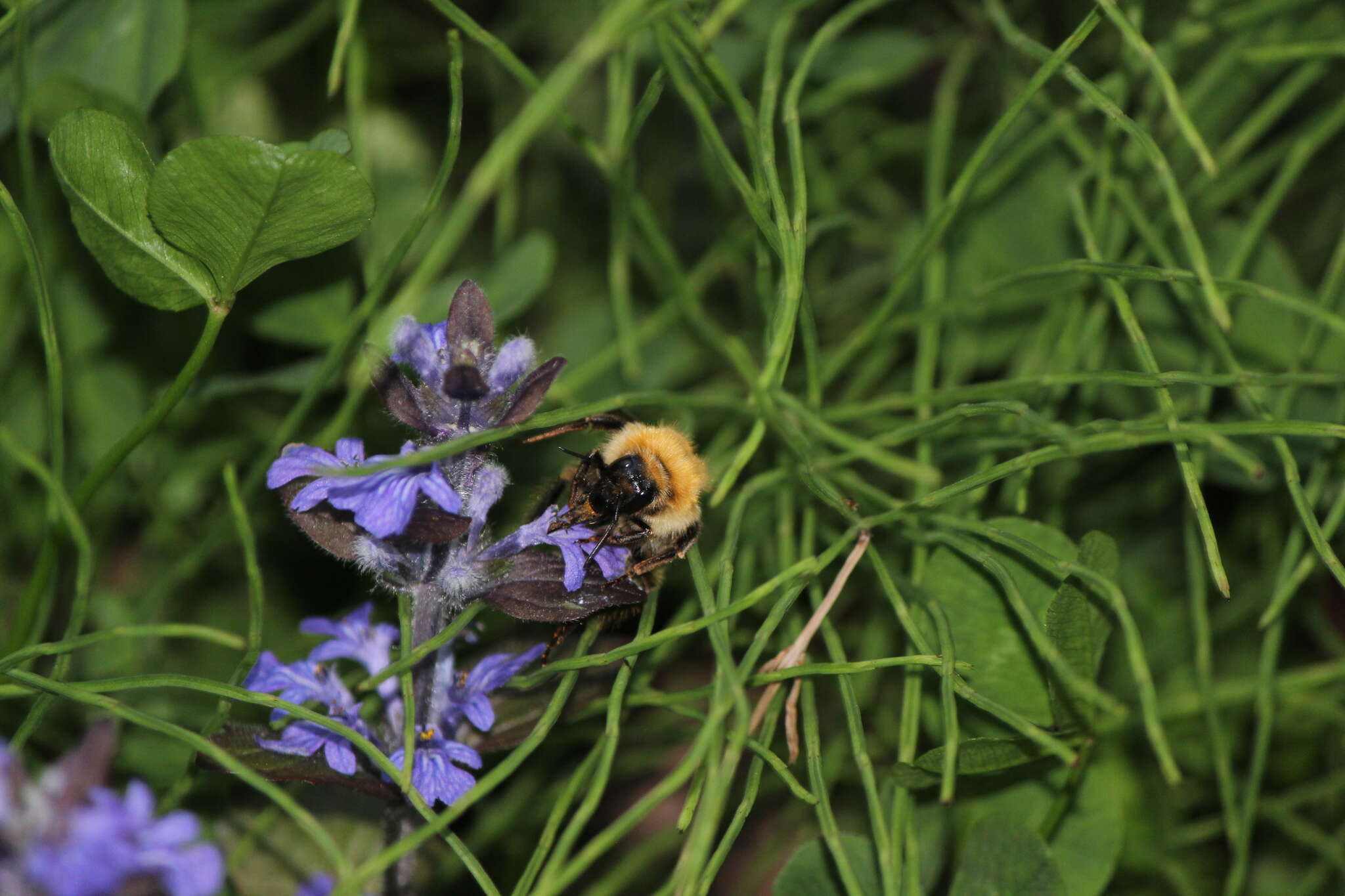 Image of Bombus diversus Smith 1869