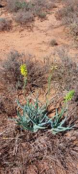 Image of Fence Aloe