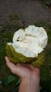 Image of soursop