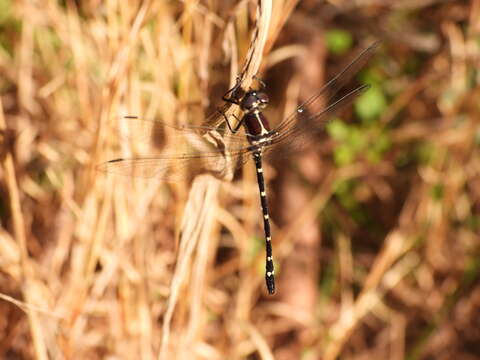 Image of Mountain Tigertail